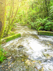 Image showing a typical forest with stream in New Zealand