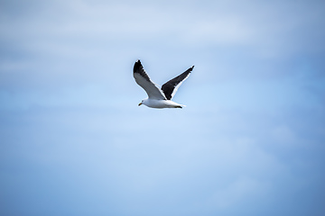 Image showing seagull bird in the sky