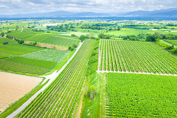 Image showing aerial view vineyard scenery at Kaiserstuhl Germany