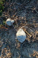 Image showing typical field of pumpkin