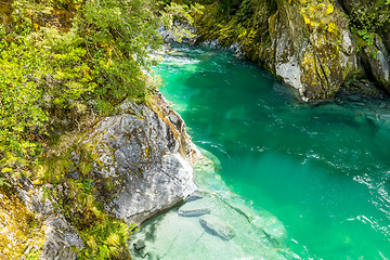 Image showing Haast River Landsborough Valley New Zealand