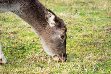 Image showing eating deer in the meadow