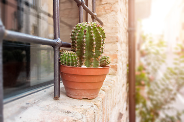 Image showing cactus at a window in Italy