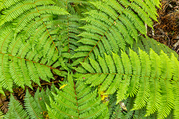 Image showing a typical fern in New Zealand