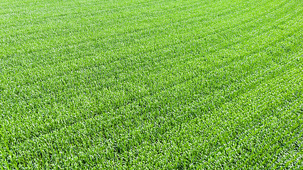 Image showing green corn field texture background