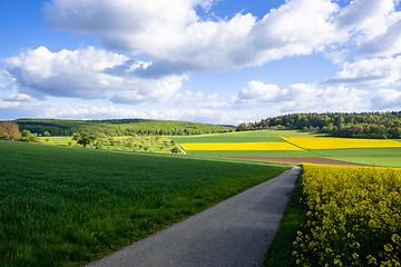 Image showing rape field spring background