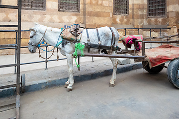 Image showing donkey in Cairo Egypt