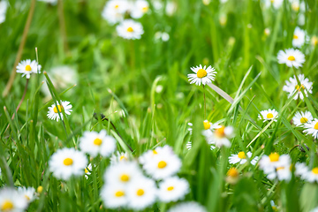 Image showing daisy flowers meadow background