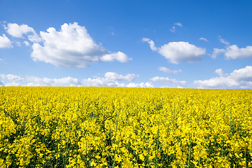 Image showing rape field spring background