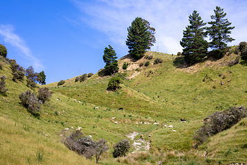 Image showing some sheep in the meadow, New Zealand