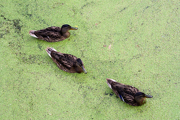 Image showing Ducks in in green morass