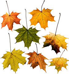 Image showing Set of Maple leaf isolated on white