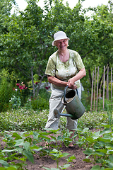 Image showing Senior woman working in garden
