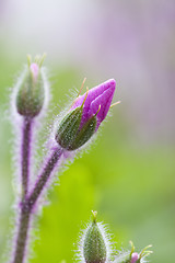 Image showing spring button flowers