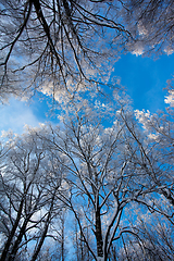 Image showing Frost covered birch tree