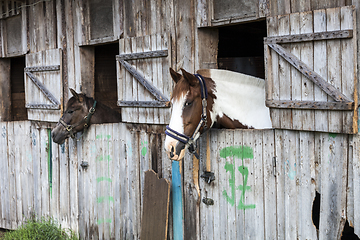 Image showing Two horses in stable