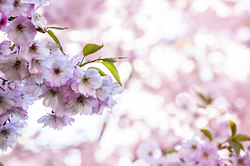 Image showing Branch of Sakura Cherry with Blossoms