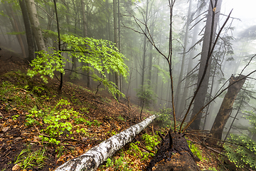 Image showing Foggy forest in Romanian Carpathian mountains