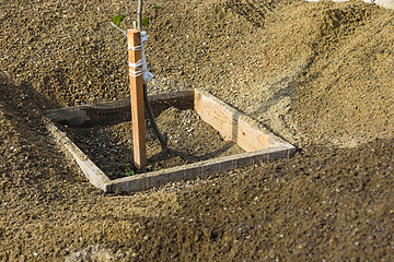 Image showing A tree seedling is planted in a hole, around a heap of sifted earth