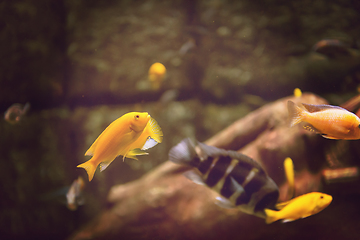 Image showing aquarium with colorful fishes