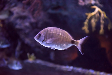 Image showing aquarium with colorful fishes