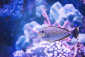 Image showing fish swimming in aquarium