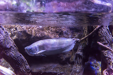 Image showing fish swimming in aquarium