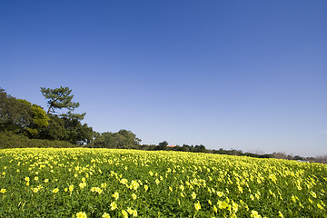 Image showing The yellow field