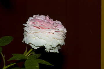 Image showing Pink rose