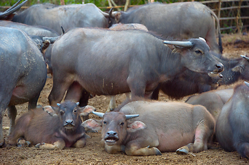 Image showing Thai buffalo