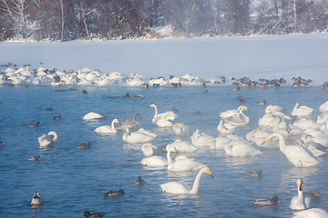 Image showing Beautiful white whooping swans