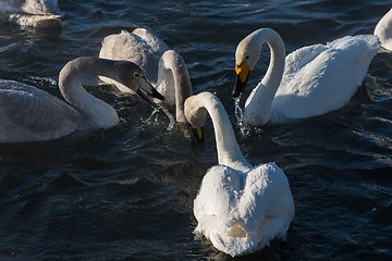 Image showing Beautiful white whooping swans