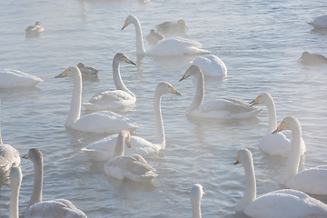 Image showing Beautiful white whooping swans