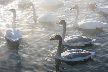 Image showing Beautiful white whooping swans