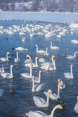 Image showing Beautiful white whooping swans