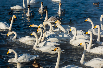 Image showing Beautiful white whooping swans