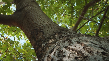 Image showing Tree trunk in camera motion closeup footage