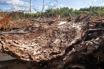 Image showing piece of bark with traces of the Bark Beetle