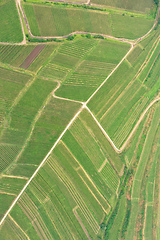 Image showing aerial view vineyard scenery at Kaiserstuhl Germany