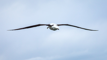 Image showing Albatross bird in the sky