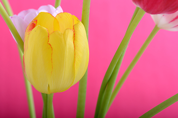 Image showing spring flowers banner - yellow tulip flowers on abstract background