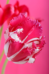 Image showing spring flowers banner - bunch of pink red flowers on red background