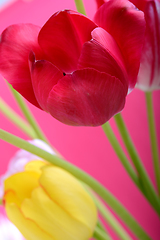 Image showing spring flowers banner - bunch of red and yellow tulip flowers on red background