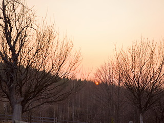 Image showing forest sunset