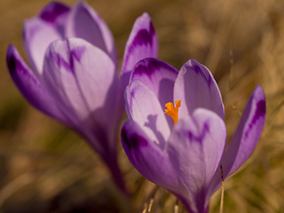 Image showing spring purple flower crocus