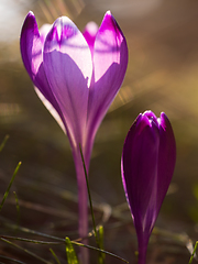 Image showing spring purple flower crocus