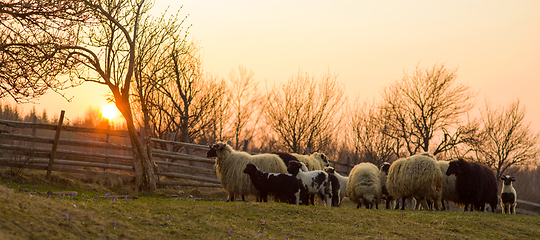 Image showing sheeps