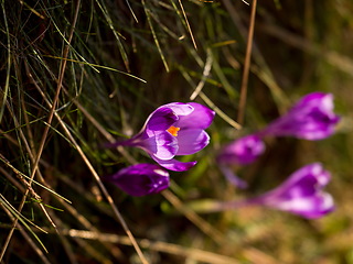 Image showing spring purple flower crocus