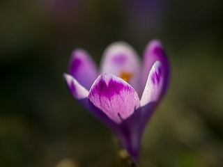 Image showing spring purple flower crocus