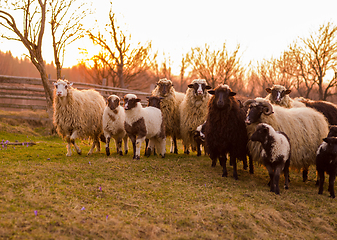 Image showing sheeps